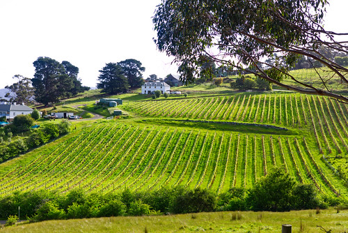 winery tasmania landscape vineyard trees building vines