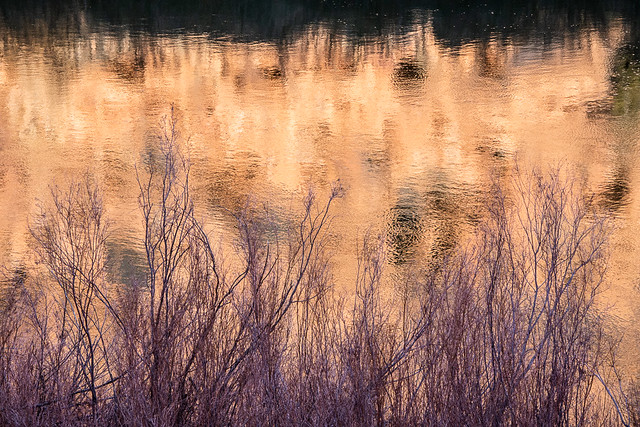 bare bushes against reflections