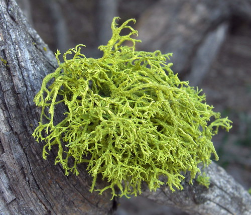 Free-standing lichen