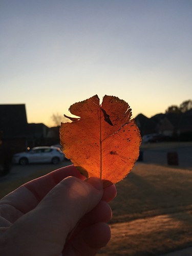november2018 skywatch leaf sunrise