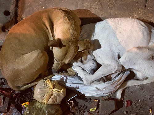City Life - Two Dogs in Love, Pahari Imli