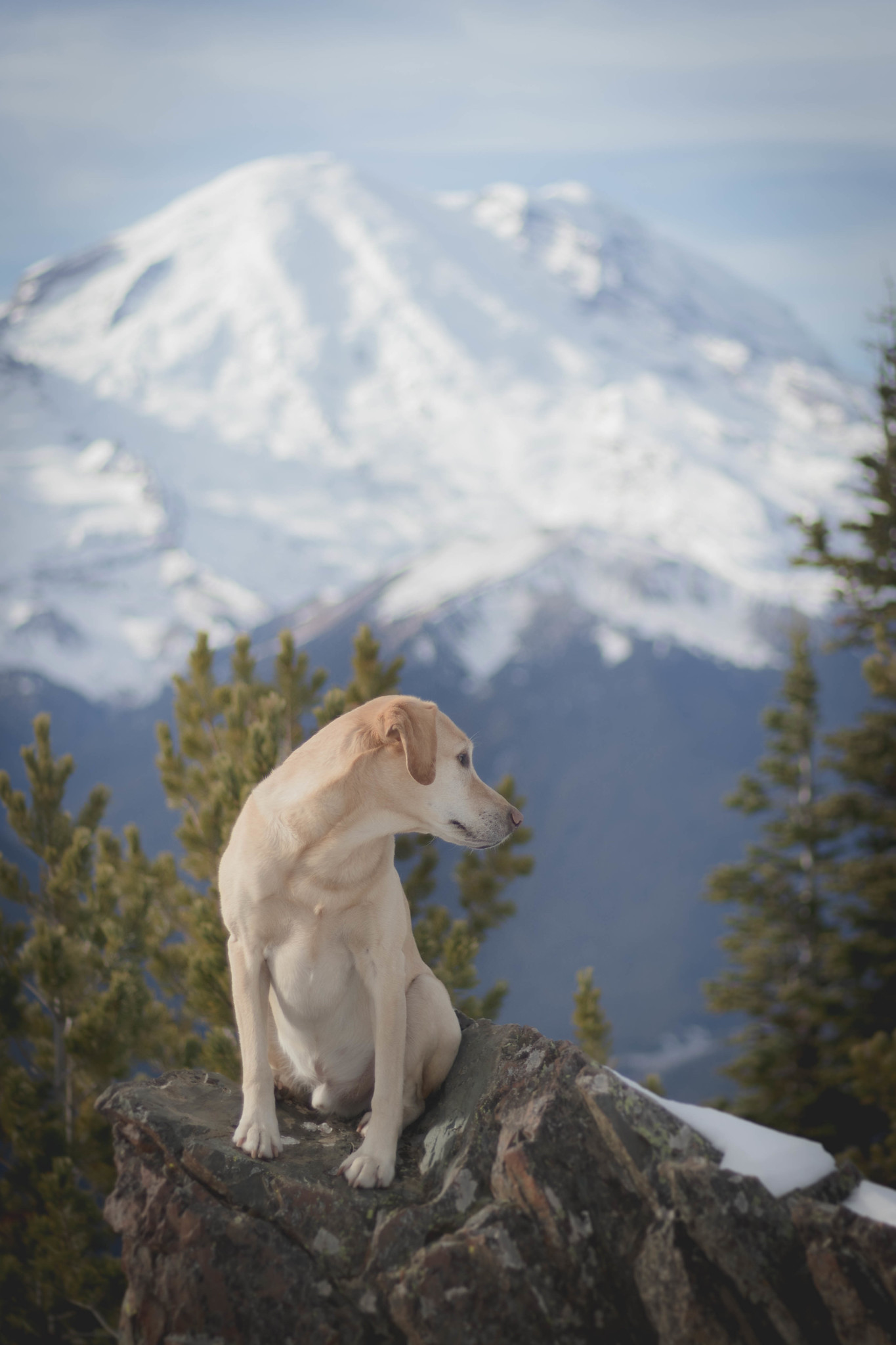 Summit dogs on Crystal Peak