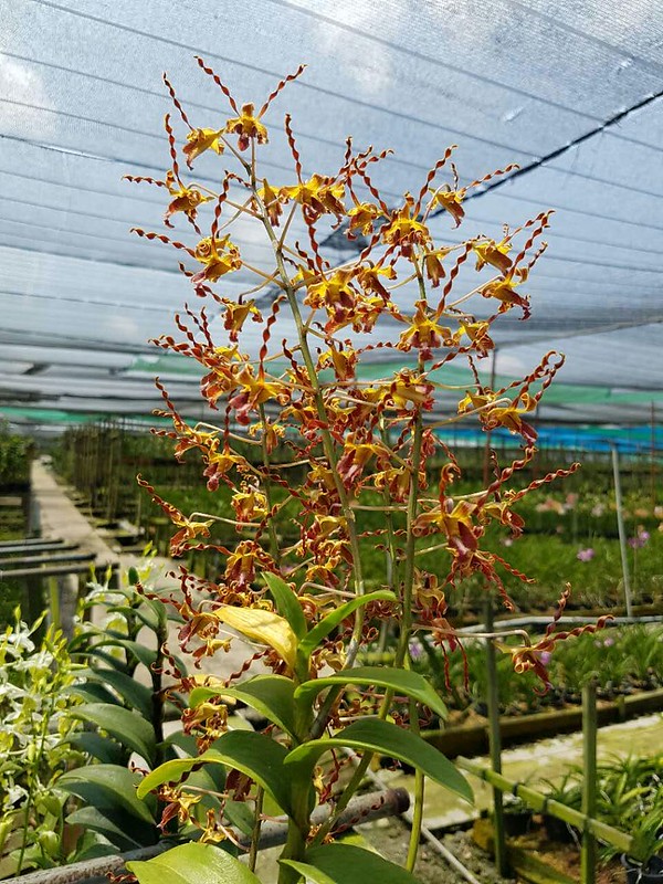 Orchidées en Malaisie 45868111125_e476d7621f_c