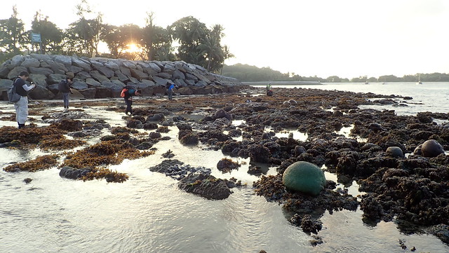 Living reefs of Kusu Island, Dec 2018