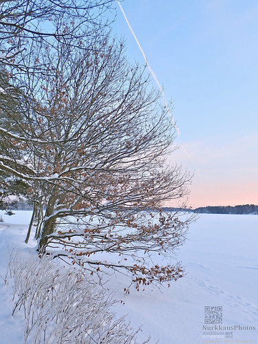 nokia pitkäniemi talvi winter snow lumi tammi oak tammikuu january