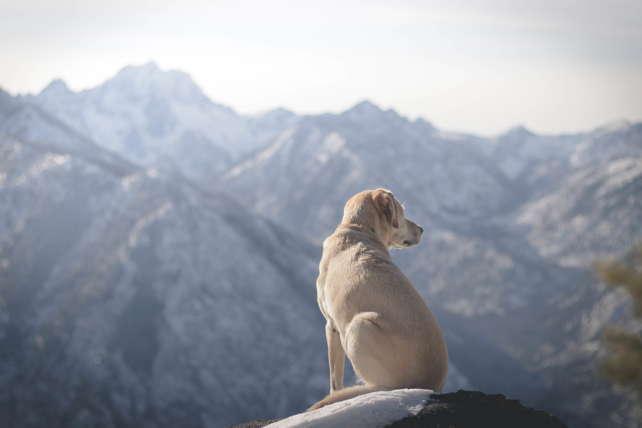 Summit dogs on Icicle Ridge