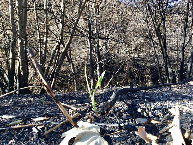 new growth in solstice canyon