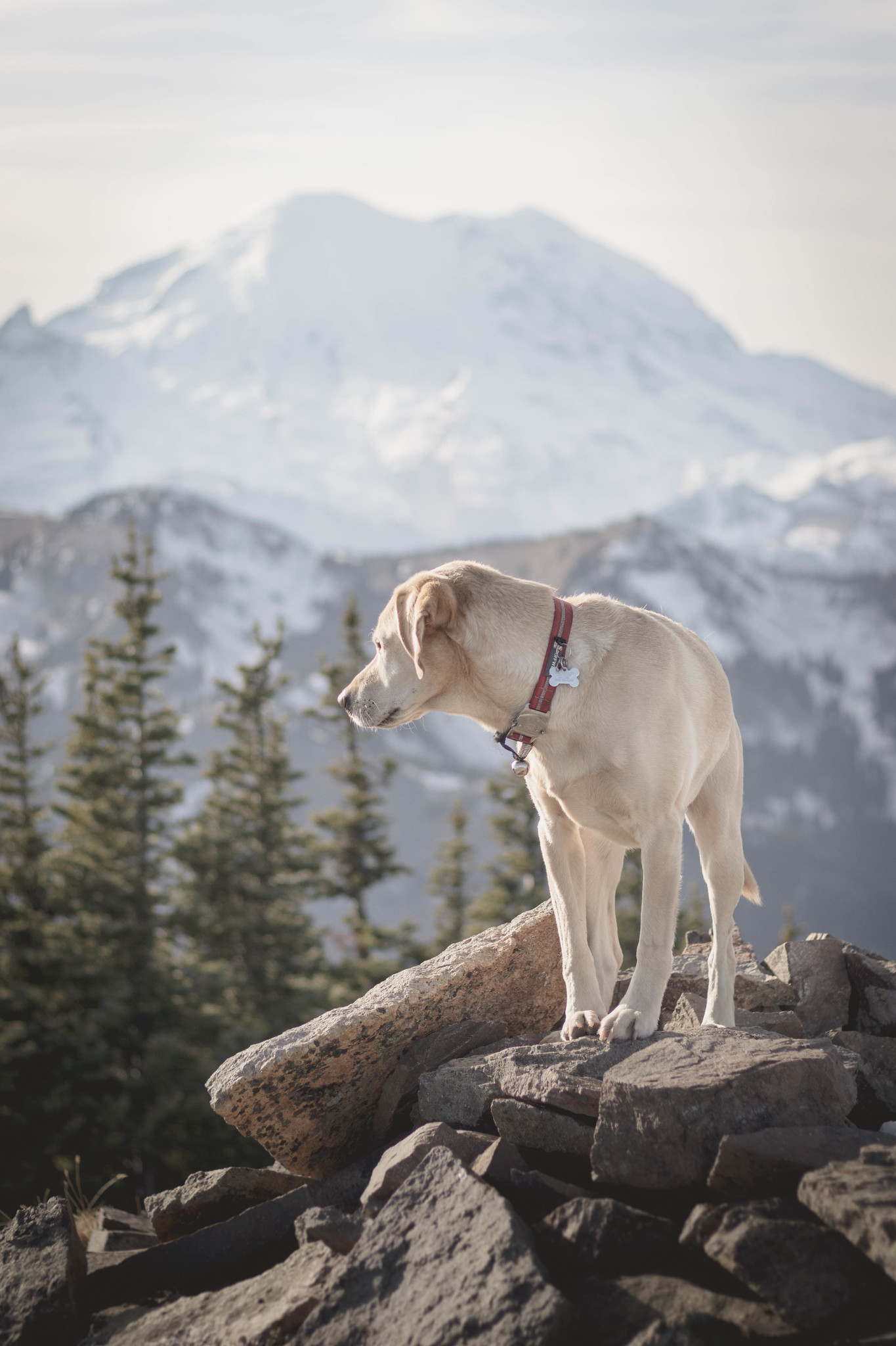 Summit dogs on Norse Peak