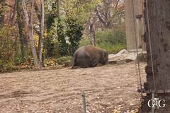 Besuch Zoo Berlin 11.11.201873