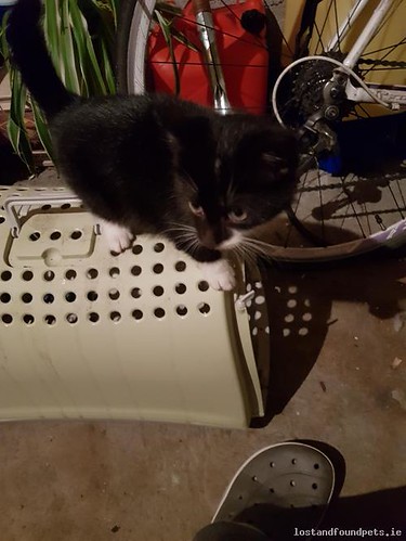 foundcatmagownaclare found cat magowna clare december 2018