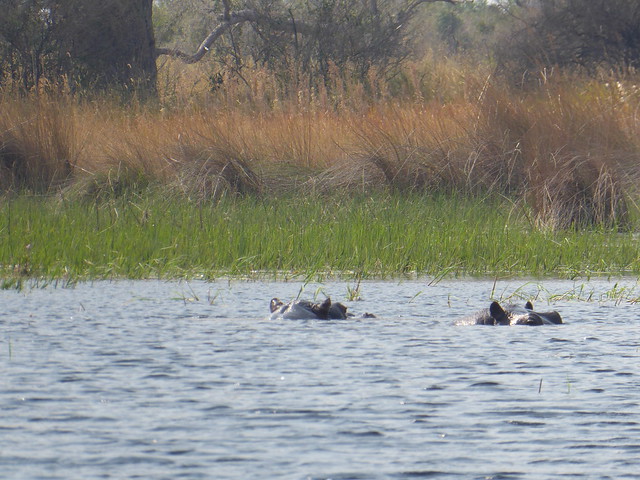 POR ZIMBABWE Y BOTSWANA, DE NOVATOS EN EL AFRICA AUSTRAL - Blogs de Africa Sur - Traslado a Maun. Nos adentramos en el Delta del Okavango (30)