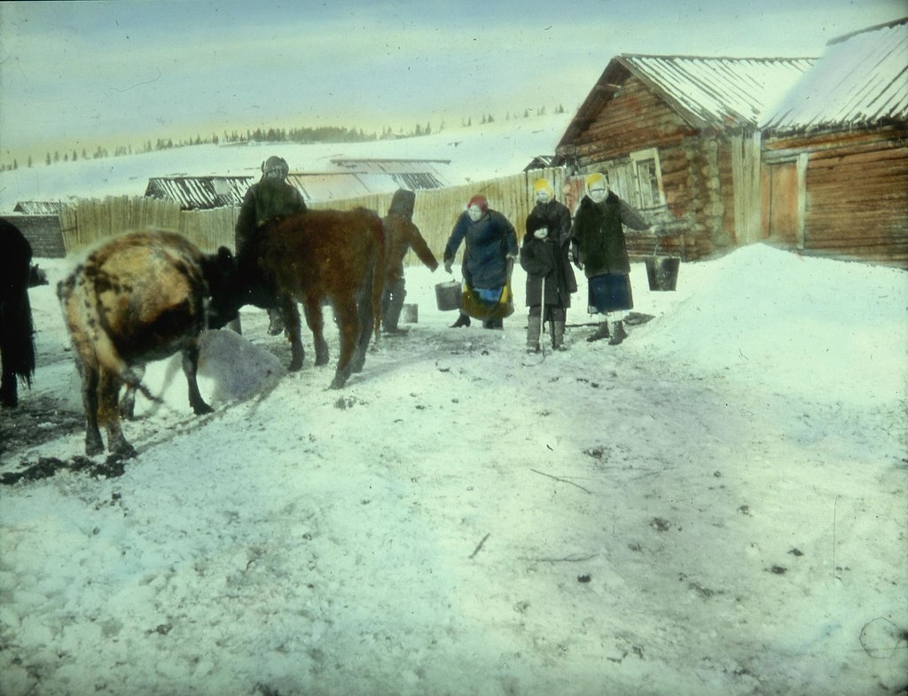 Крестьяне кормят скот зимой, сооружая кормушки из льда и снега
