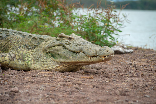 chamo chamohayk crocodile crocodilemarket etiopia gugemountains lake lakechamo yedebubbihērochbihēreseboch ethiopia yedebubbihērochbihēresebochnahizboch eth