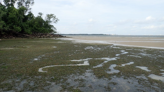 Dugong feeding trail in seagrass meadows, Chek Jawa Jan 2019