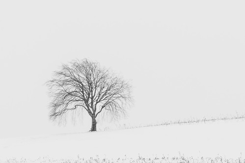winter winterbeauty january tree baum schnee snow bavaria bayern ebersbergerland glonn blackandwhite schwarzweis mattenhofen frauenreuth