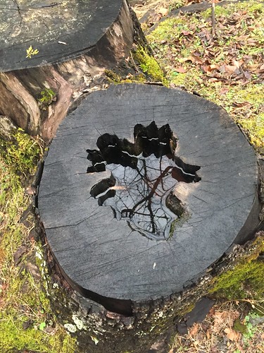 2019fdh stump reflection