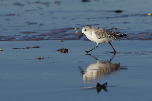 titchwell norfolk wild bird wildlife nature sanderling beach wader calidrisalba
