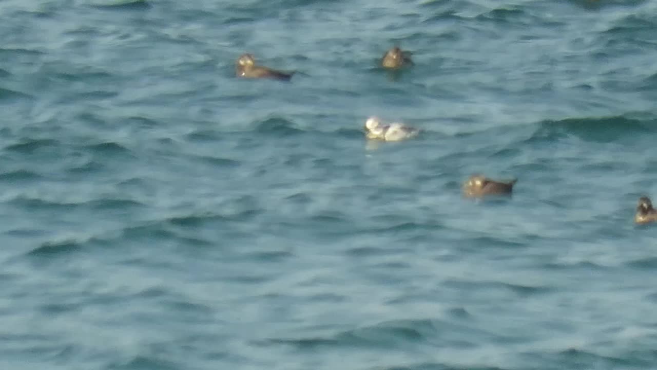 Long-tailed Duck (Clangula hyemalis), Morro Bay, CA