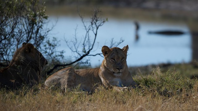 POR ZIMBABWE Y BOTSWANA, DE NOVATOS EN EL AFRICA AUSTRAL - Blogs de Africa Sur - Safari diurno y nocturno en Parque Nacional de Hwange (23)