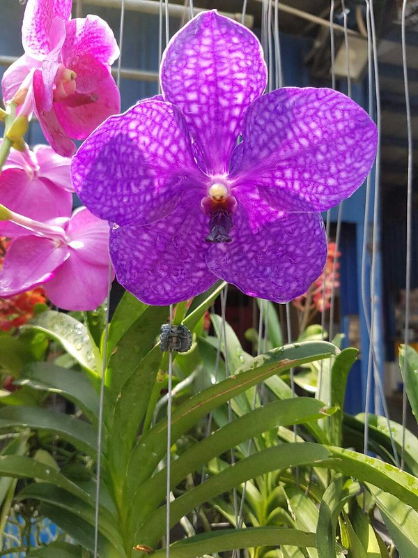 Orchidées en Malaisie 45868113305_c7c3d53f37_c