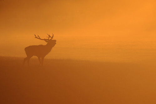 windsor berkshire uk park great deer fog sunrise andreapucci