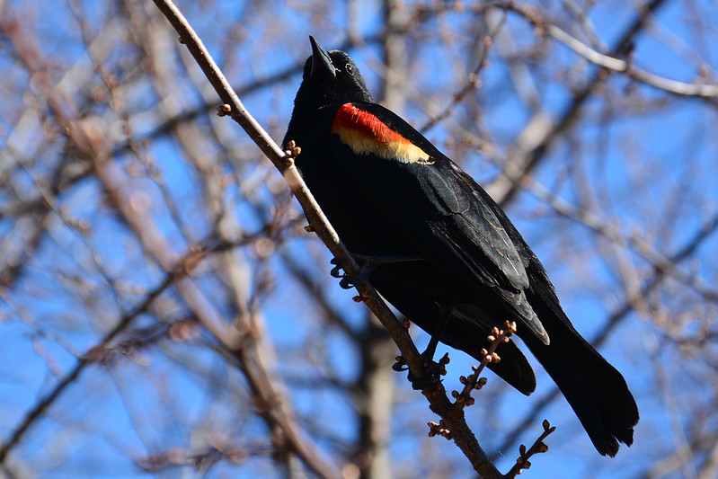 Red-winged blackbird in spring