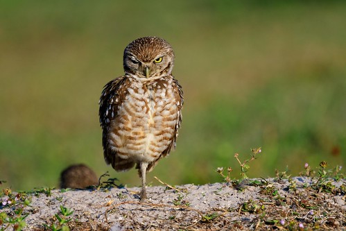 sanibel2018 burrowingowls capecoral owl bird avian morning animals wildlife nature nikon d500