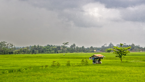vacation holiday asia indonesië indonesia java trainride kalodaya green rice field l andscape view id