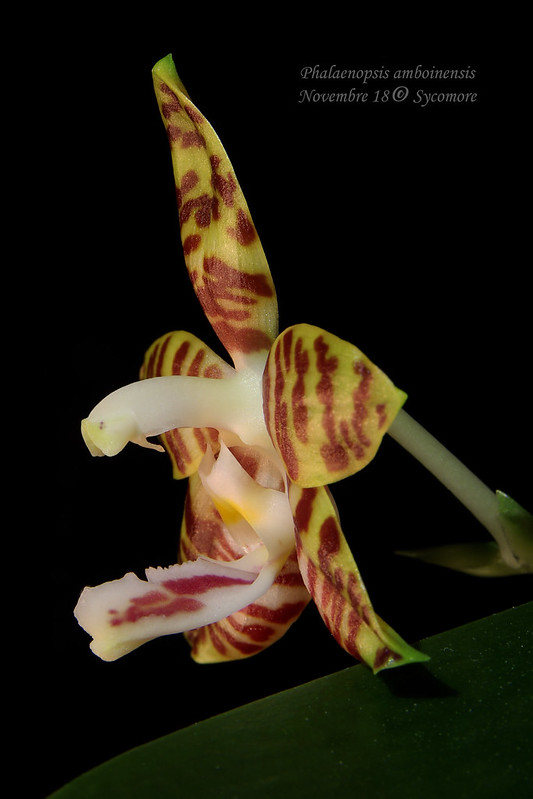 Phalaenopsis amboinensis f. flavida 44122235510_aaf37b2981_c