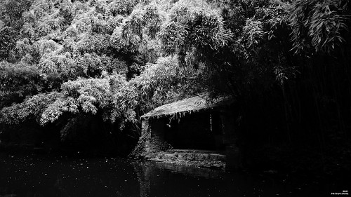 lavoir ruisseau rivière bambou monochrome canoneos6dmarkii canonef1635mmf28liiusm noiretblanc noiretblancfrance
