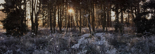 sunrise frost snow sunshine forest cold minus canopy subzero scotland