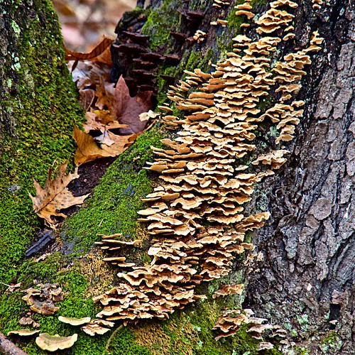 shoemakerstatenaturepreserve adamscounty mushrooms fungus autumn fall naturepreserve olympusem1