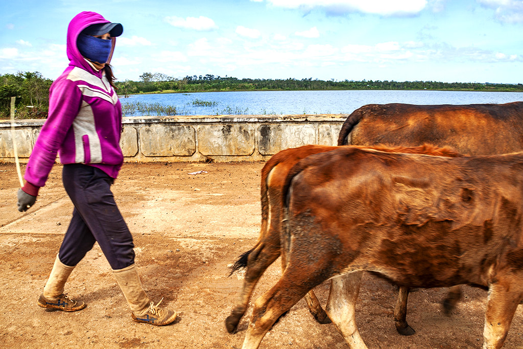 Rade woman with cows--Krong Buk