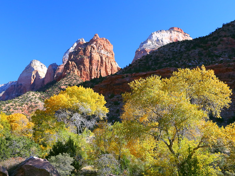 IMG_8531 Fall Color in Zion Canyon