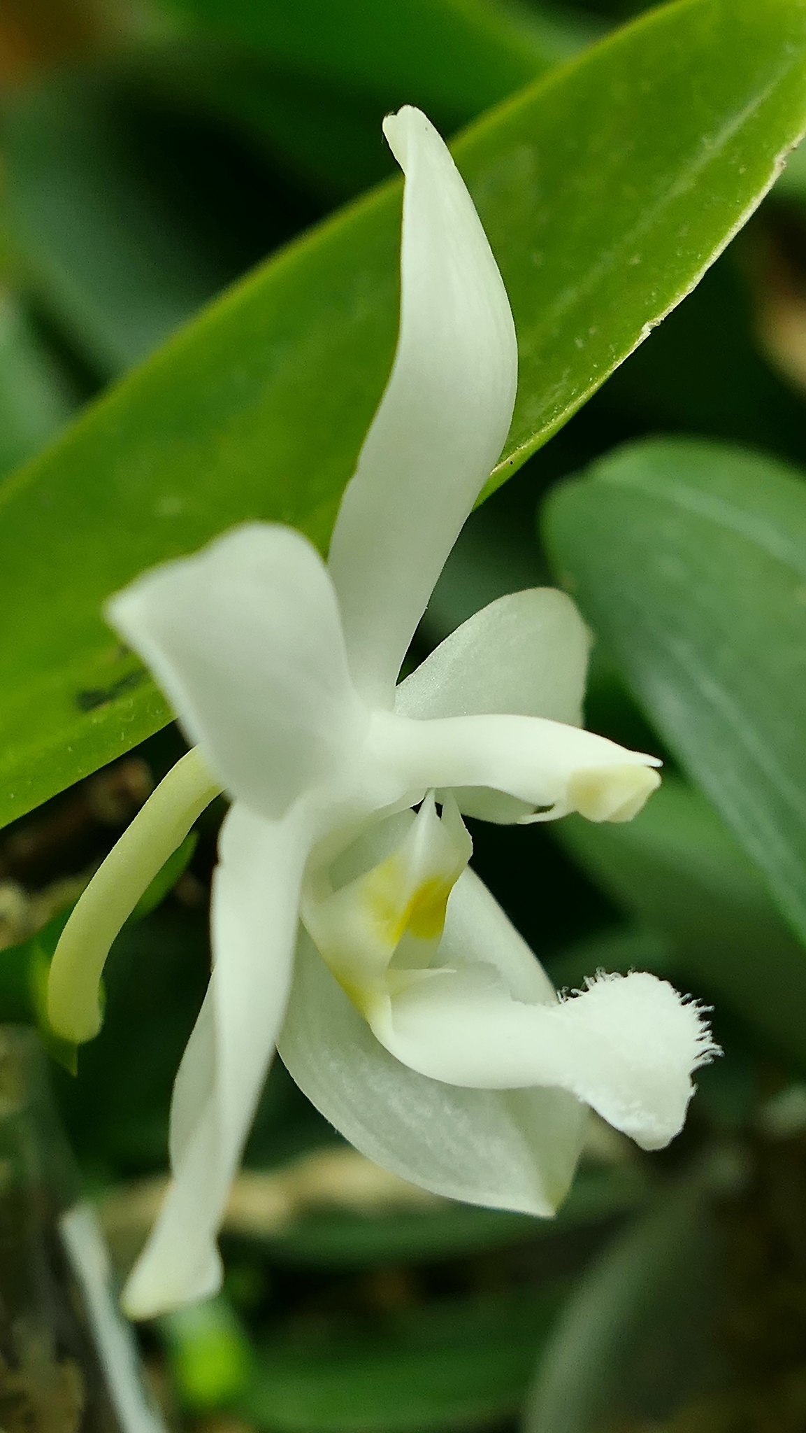 Phalaenopsis tetraspis f.alba 32174962398_af4cdb601d_k