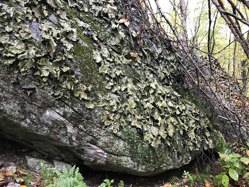 Rock tripe lichen