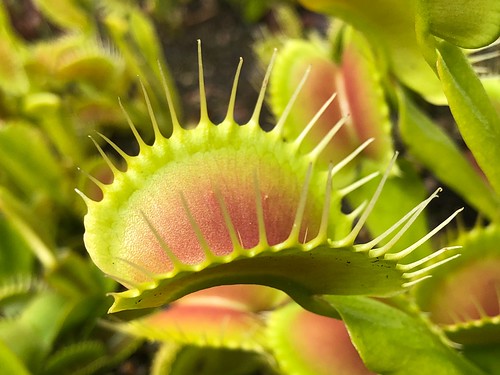 Venus' flytrap (Dionaea muscipula) cv. "B-52"