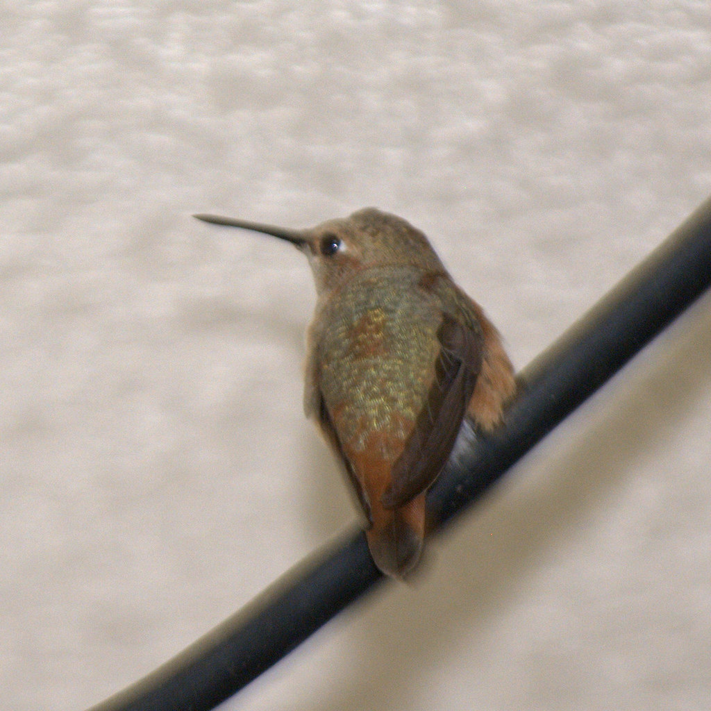 The Hummingbird Who Came in from the Cold
