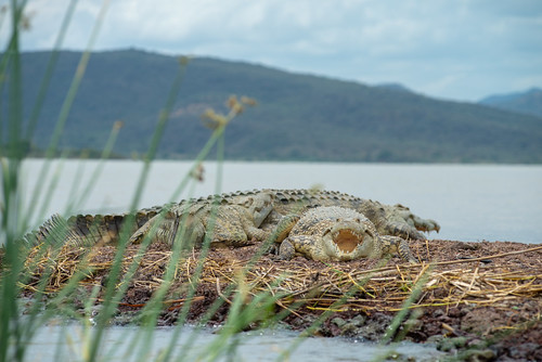 chamo chamohayk crocodile crocodilemarket etiopia gugemountains lake lakechamo yedebubbihērochbihēreseboch ethiopia yedebubbihērochbihēresebochnahizboch eth