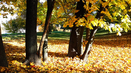 autumn yellow landscape leaves