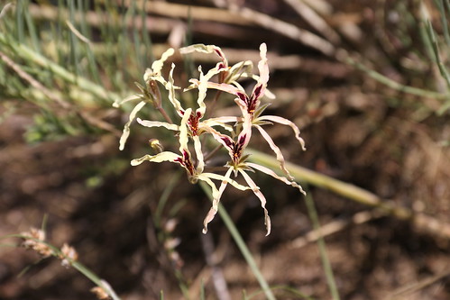 Pelargonium fergusoniae, a tuberous species, in habitat