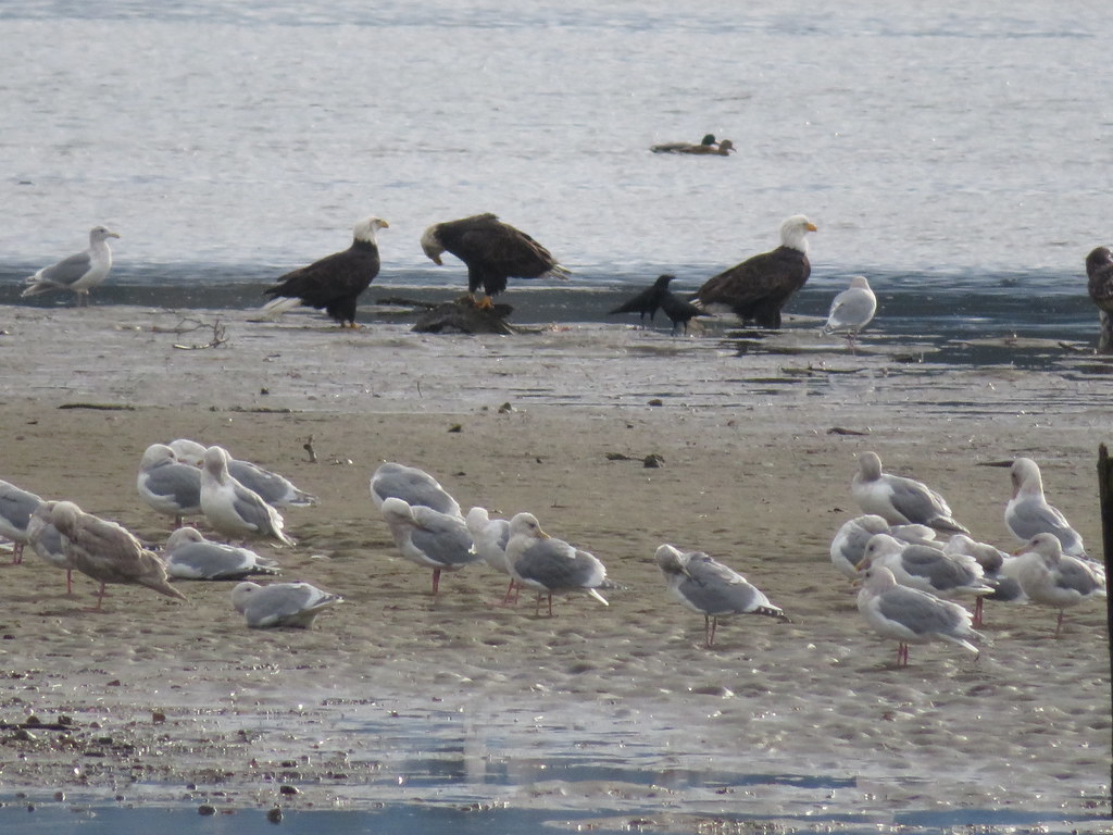 Busy at the estuary in the Comox Valley.
