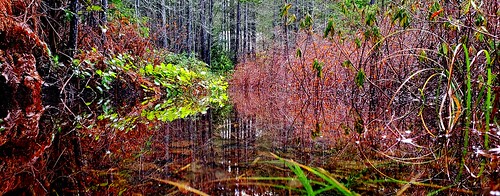 lake wetland flood kitsappeninsula galaxys9 duckseyeview detritus swordfern polystichummunitum salal gaultheriashallon hardhack steeplebush spiraeadouglasii