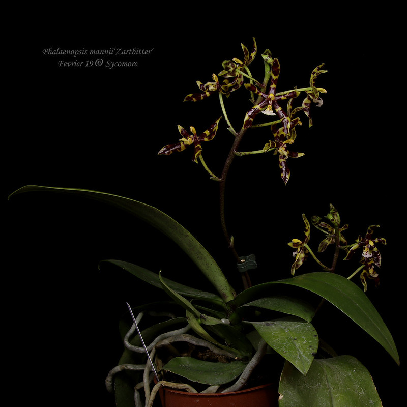 Phalaenopsis mannii 'Zartbitter' 47009953461_45b5d792f7_c
