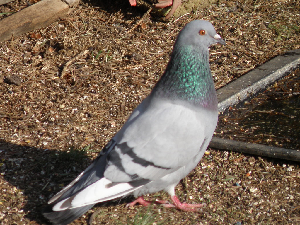 P4307972...feral pigeon [rock dove]