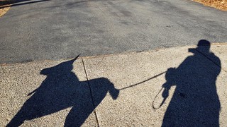 Dog walk shadows