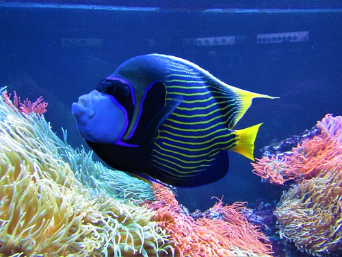 blue sea fish in Gdynia Aquarium in Poland
