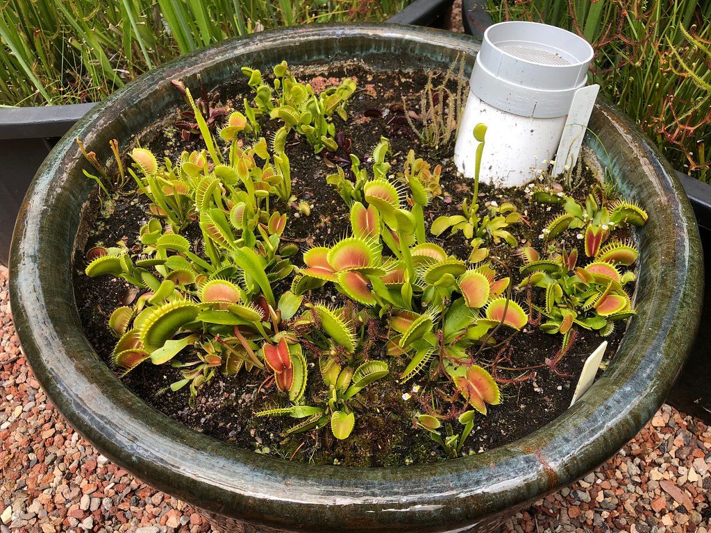 Venus' flytraps (Dionaea muscipula), 2018-19 season