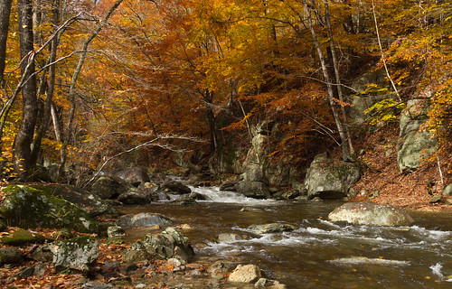 autumn foliage trees beech creek forest river wood rock water ree landscape tree colors virginia blueridge