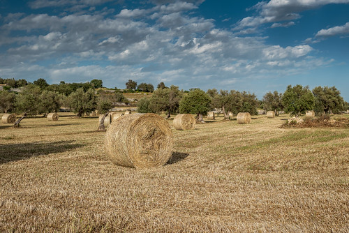 italy italia modica sicily sicilia hay fields countryside straw bale agriculture landscape golden farmland harvest rural crop europe grass grains
